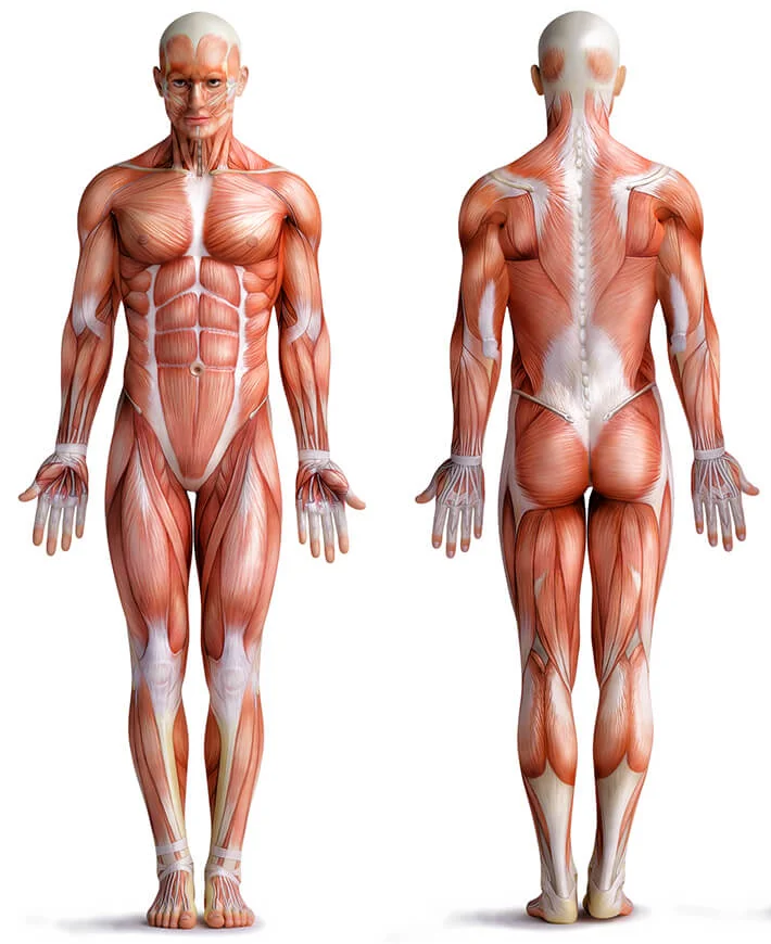 Mappa muscolare del corpo, vista frontale e posteriore: scegli la zona